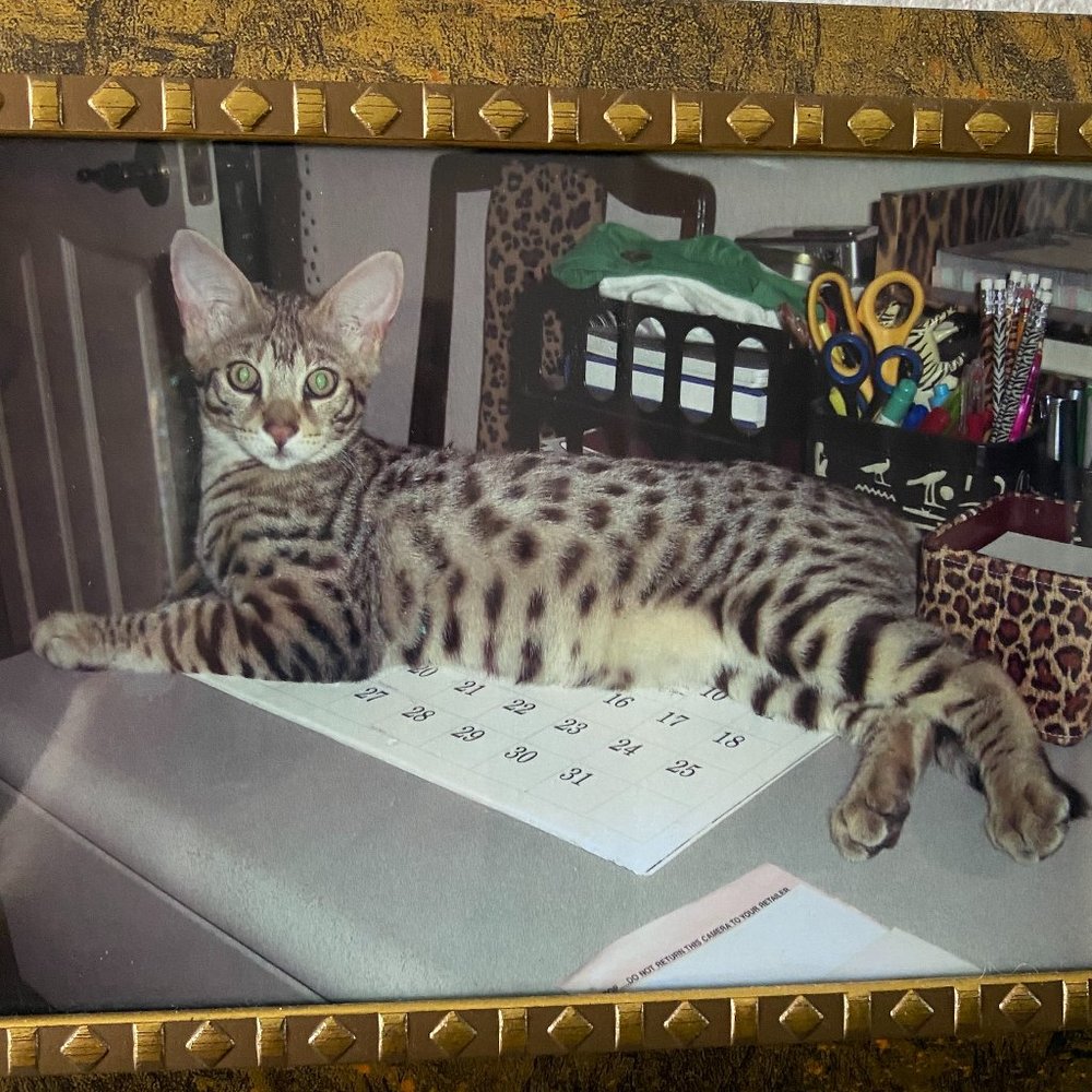 Meet your Posher, Annamaria